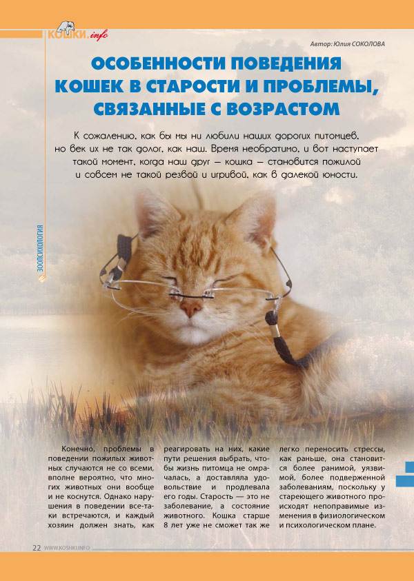 Поведение кошек: раскрываем секреты особенностей психологии животных