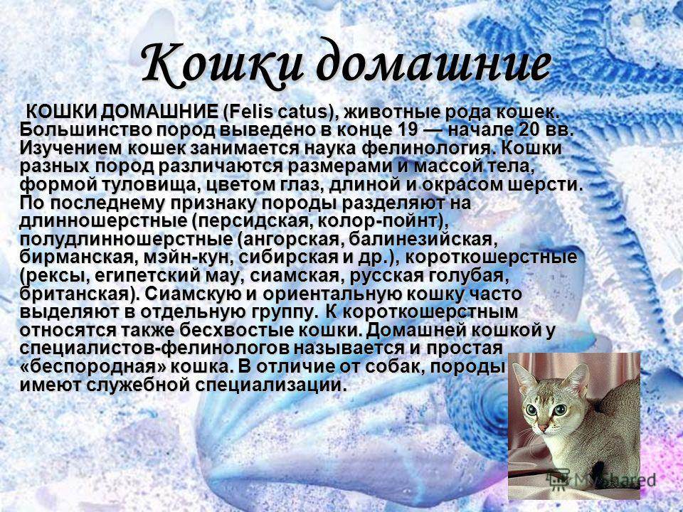 Фелинолог: кто это? эксперт-фелинолог: специалист, изучающий кошек специалист по кошкам профессия
