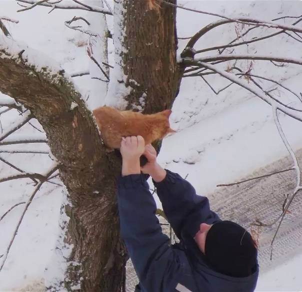 Как снять кошку с дерева — советы что делать