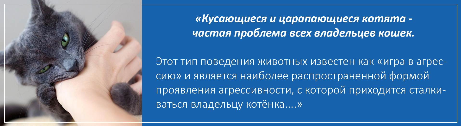 Как отучить кота кусаться и царапаться [пошаговая инструкция]