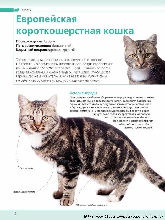 Описание и характер европейской короткошерстной кошки