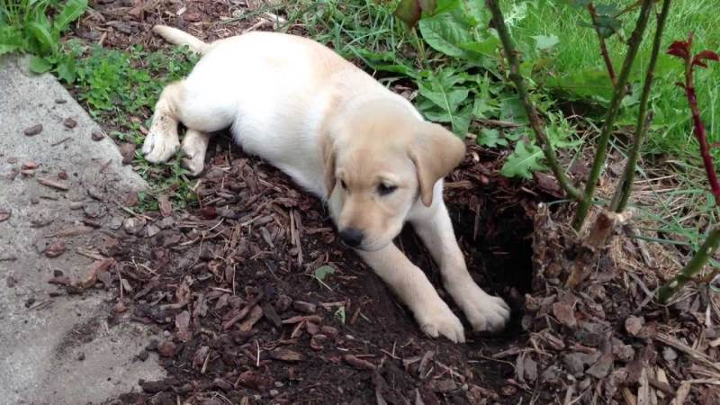 Собака роет ямы во дворе – как перевоспитать животное