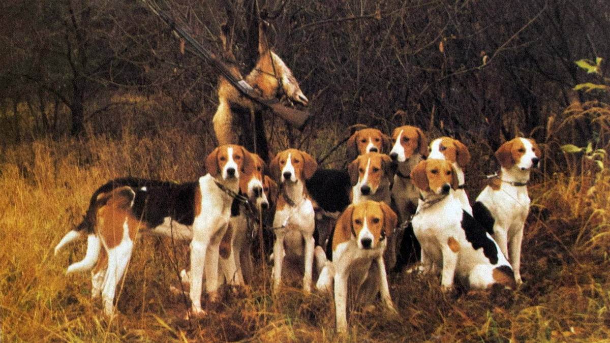 Охотничьи собаки — какие породы собак подходят для охоты лучше всего
