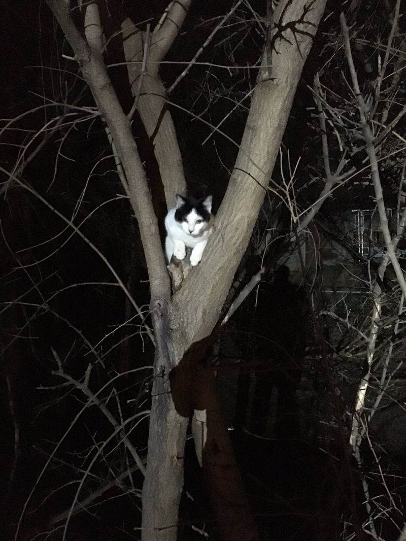 Как снять кошку с дерева, служба снимающая кота с высокого дерева