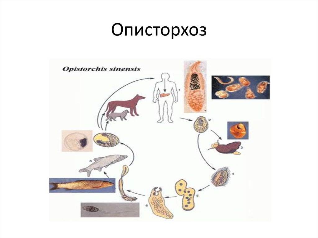 Описторхоз у кошек: течение болезни, симптомы, лечение