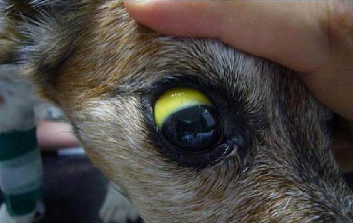 Распространённые вирусные инфекции у собак | блог ветклиники "беланта"