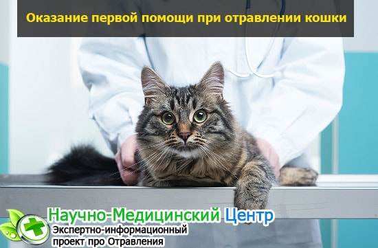 Отравление у кошек: [как понять, что делать, чем лечить]