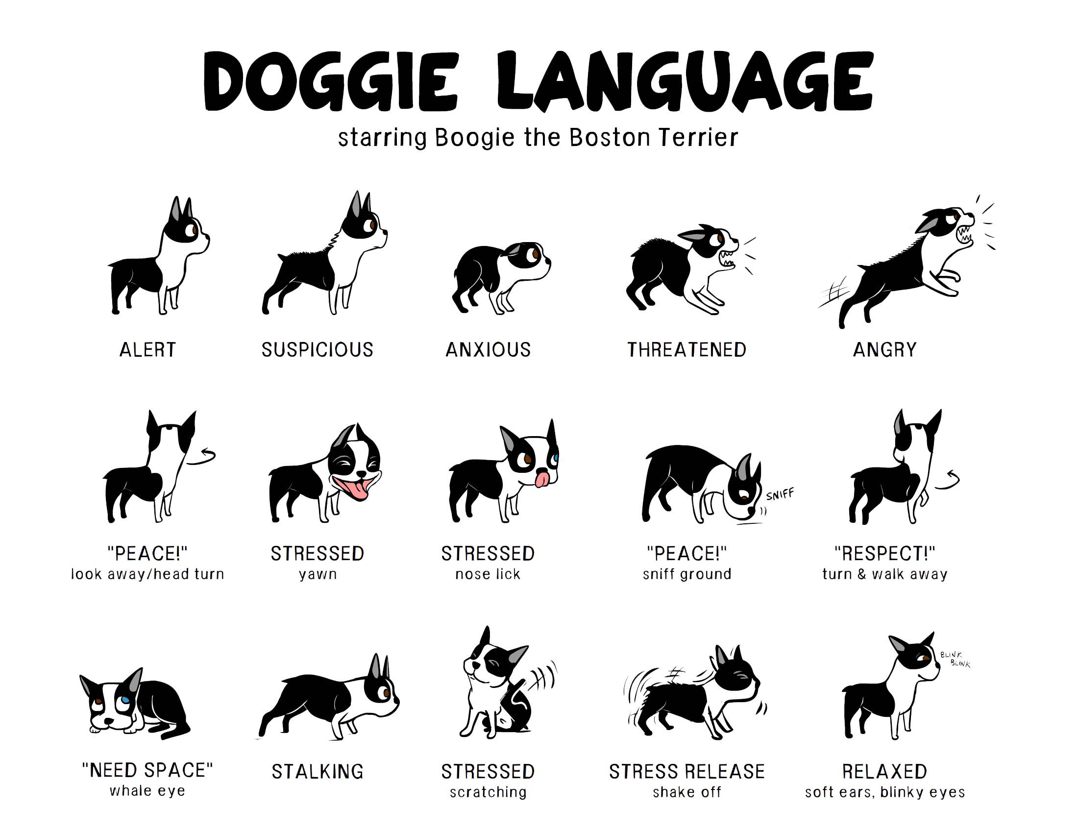 Язык собак (21 фото): как понять, что собака тебя любит? как выучить собачий язык жестов?