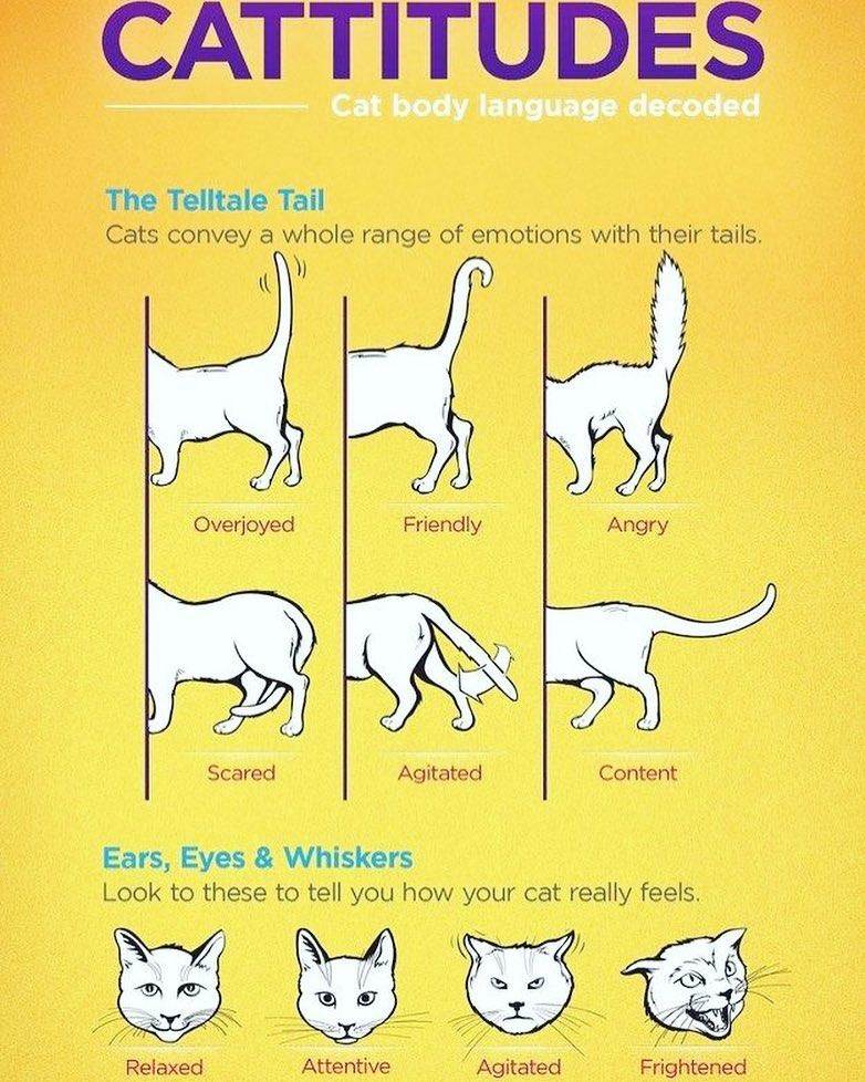6 причин, почему кошка бьет хвостом