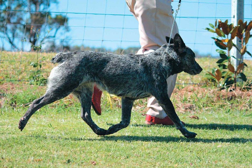 Стандарт породы fci № 287 от 05.12. 2012 — австралийская пастушья собака (голубой хилер)