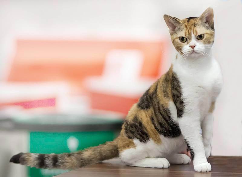 Американская жесткошерстная кошка: большой обзор породы с фото и видео | ваши питомцы