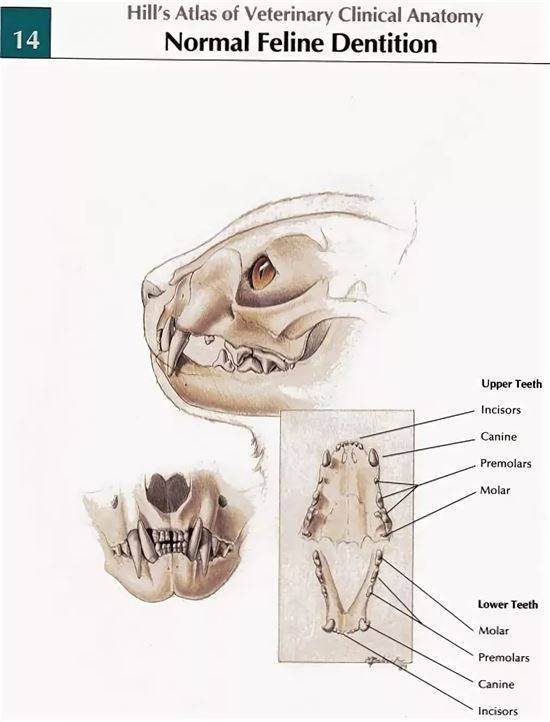 Сколько зубов у кошки: система строения и особенности