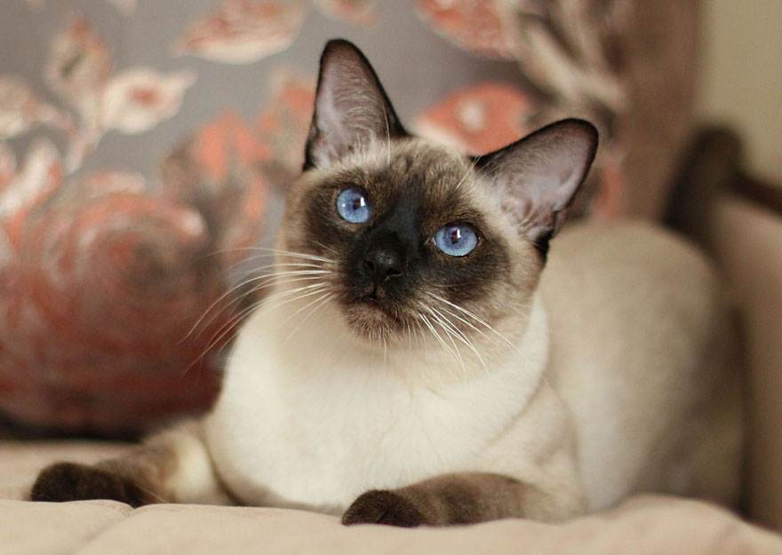 Тайская кошка: описание породы с фото — pet-mir.ru