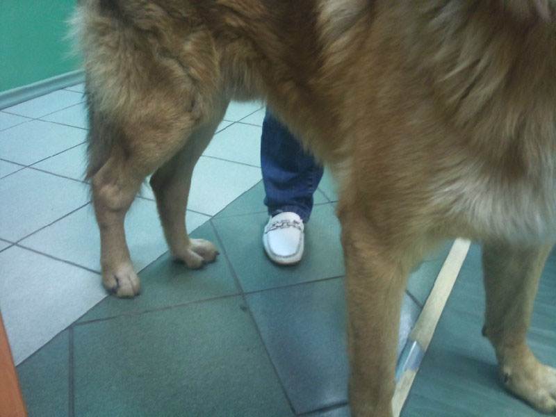Лечение переломов у собак: бедра, лапы, позвоночника, пальца, ребер, таза, хвоста, челюсти.