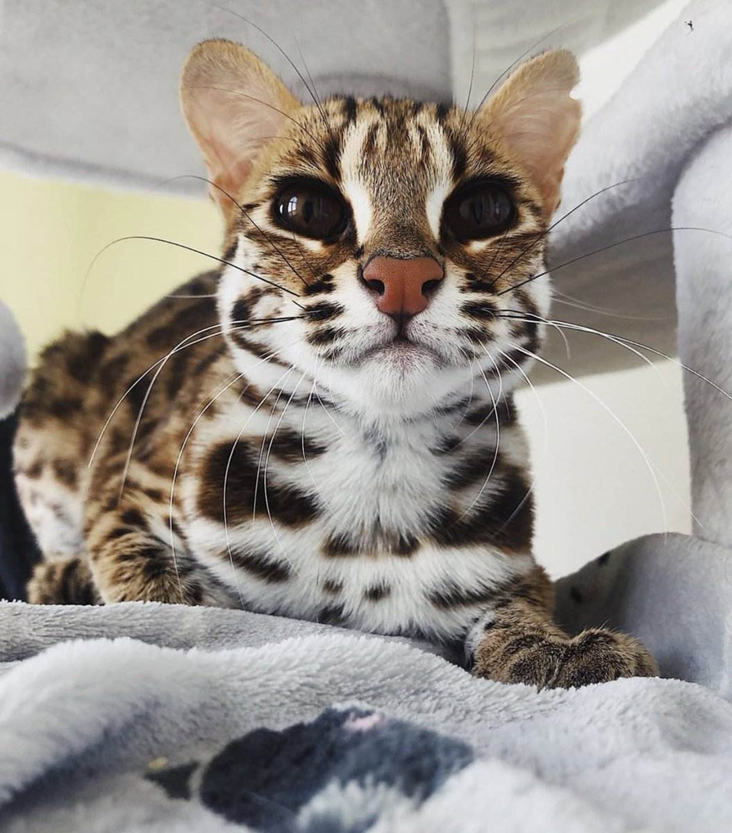 ᐉ как называется порода кошек похожих на леопарда? - zoomanji.ru
