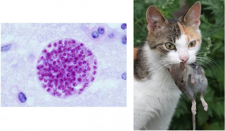 Микоплазмоз у кошек: возбудитель, симптомы и лечение