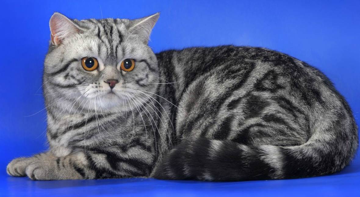 Шотландские кошки скоттиш-страйт: описание породы и характер