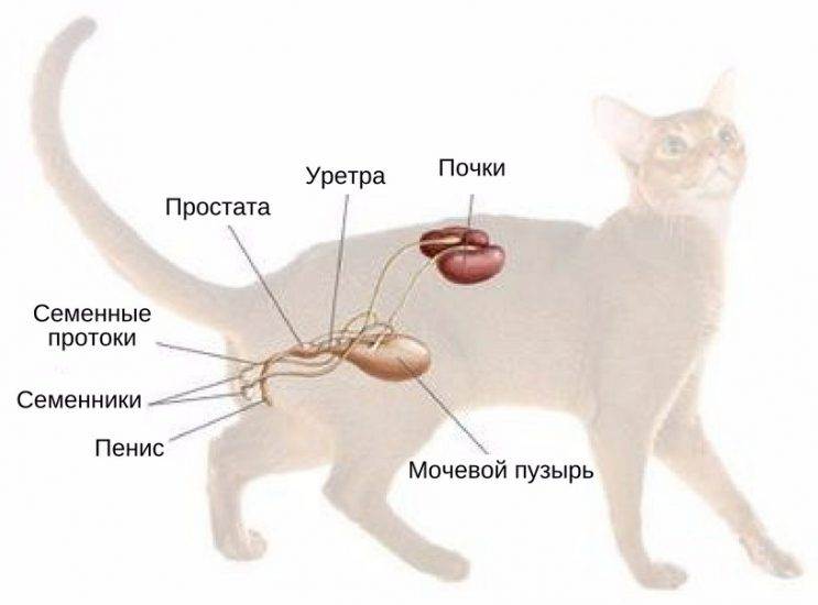 Как выглядят соски у беременной кошки пробуем опознать срок