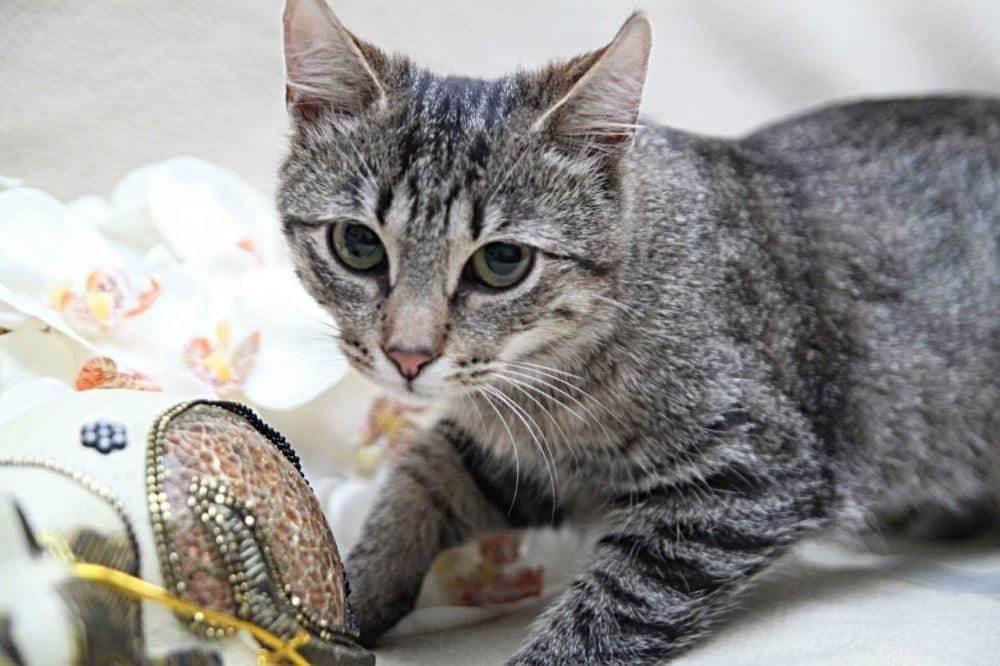 ᐉ восточно европейская кошка – кельтская порода кошек фото - zoomanji.ru