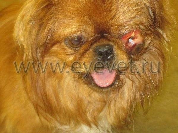 Заболевания глаз у собак