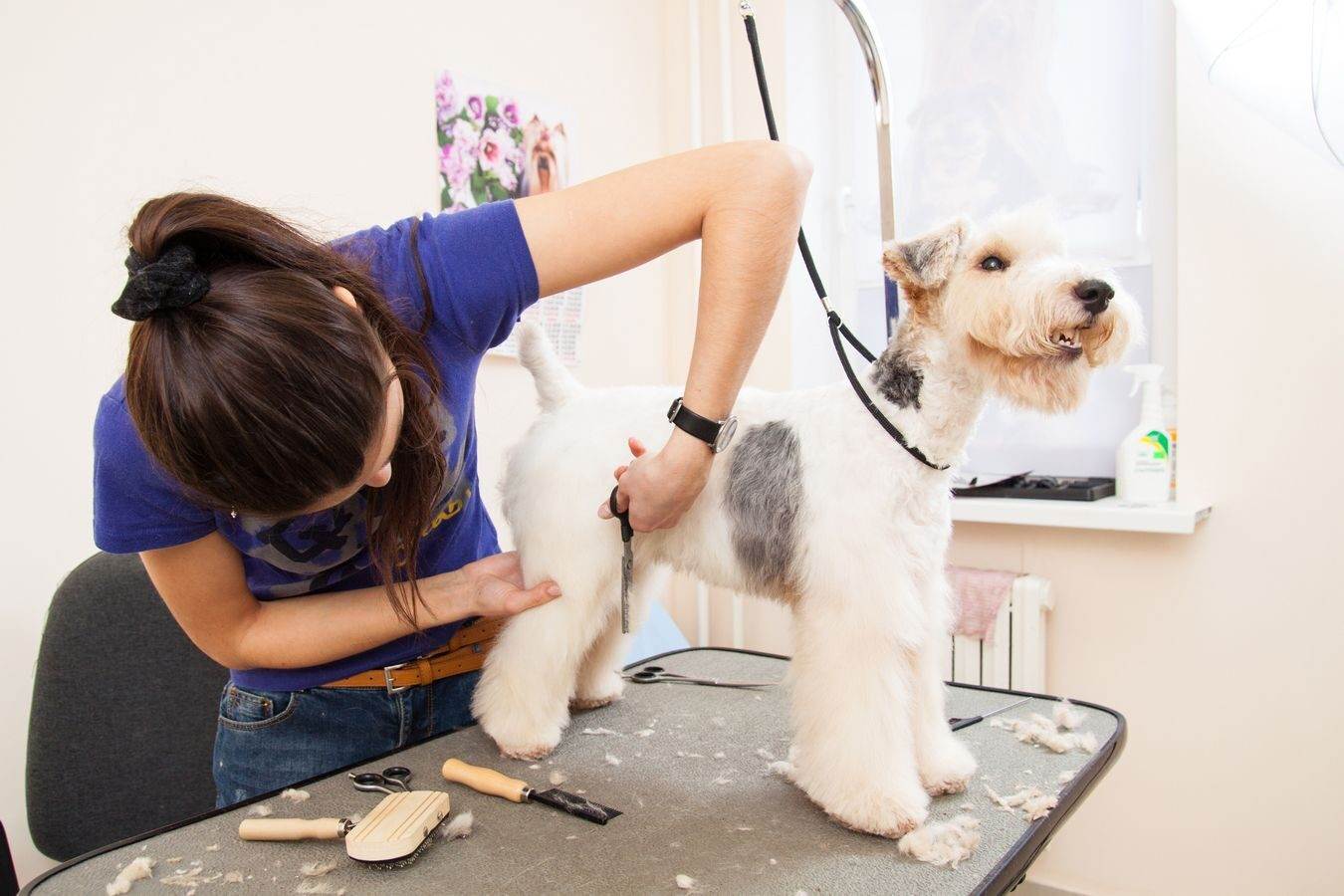 Сколько стоит помыть собаку в салоне