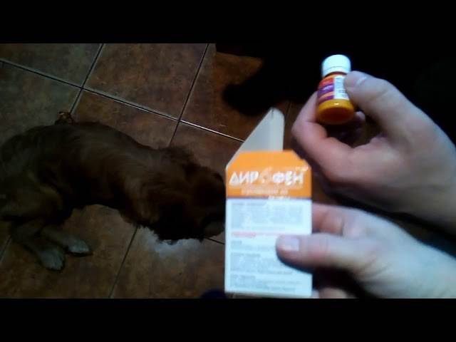 Прививка собакам после глистогонного. От глистов щенкам. Выведение глистов у щенка.