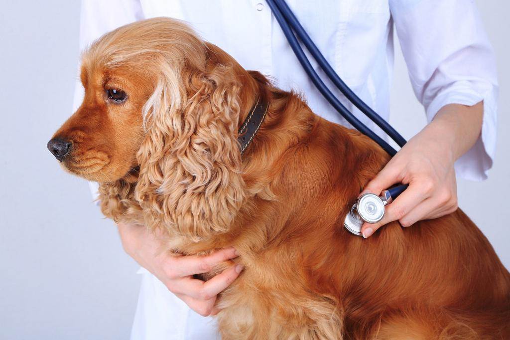 Болезни органов дыхания у собак: причины, признаки, лечениеветлечебница рос-вет