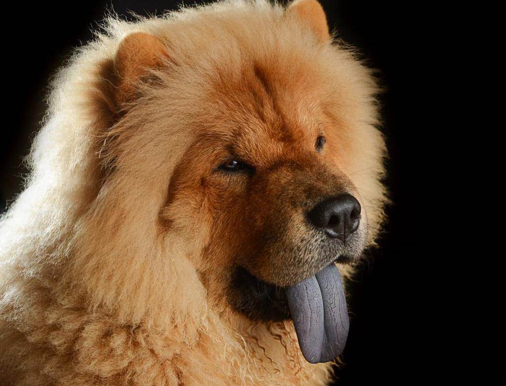 Собака с фиолетовым языком: порода, фото, название