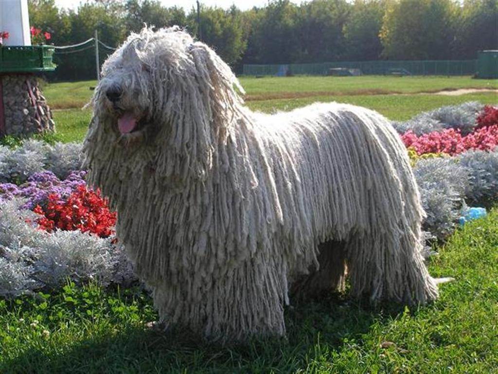 Пули (венгерская овчарка): описание породы собак с фото и видео