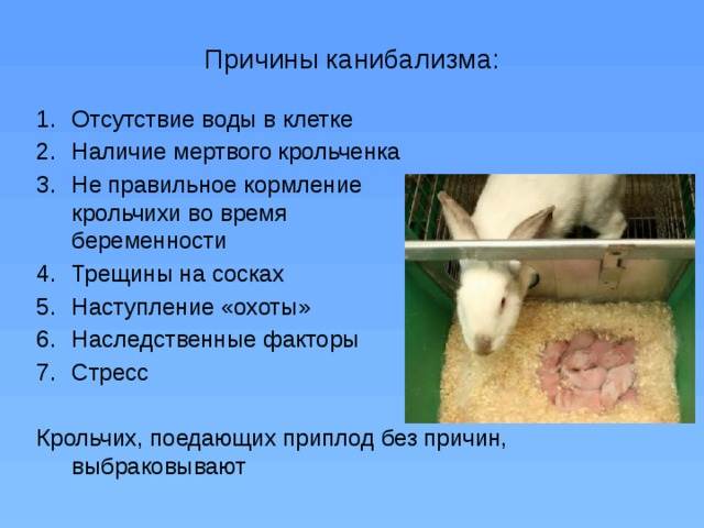 Кормление кроликов: случка и беременность — agroxxi