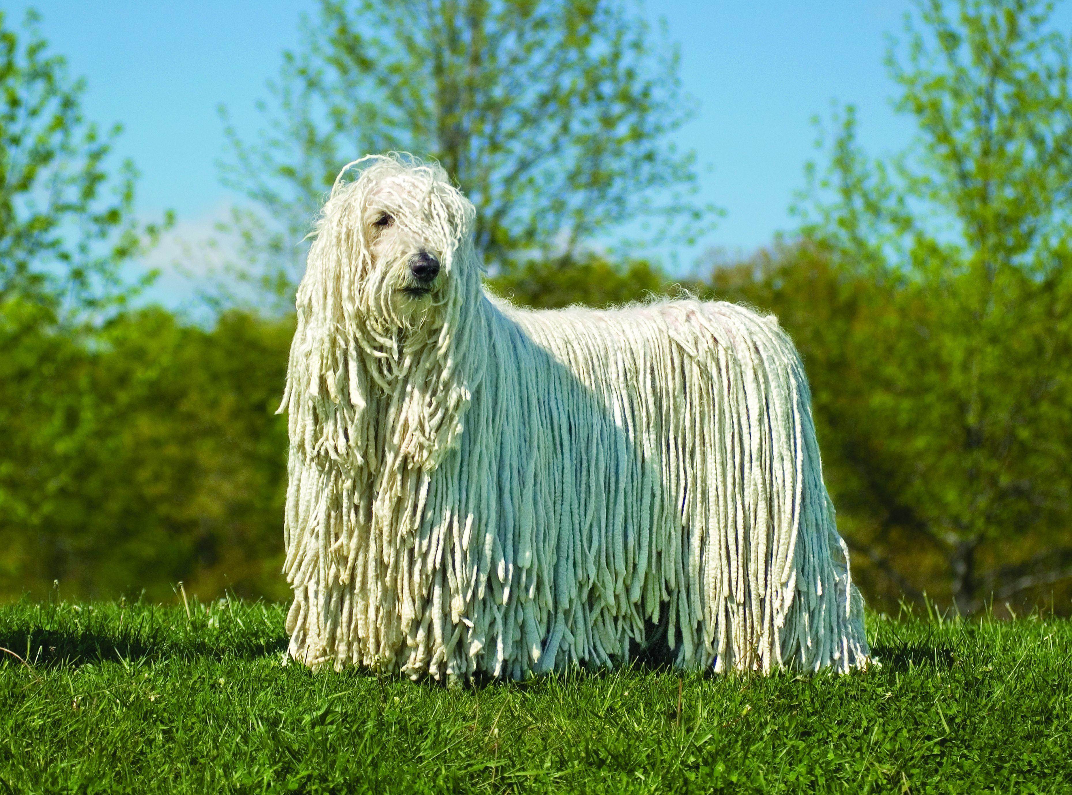 Порода собак пули - описание, характер венгерской овчарки