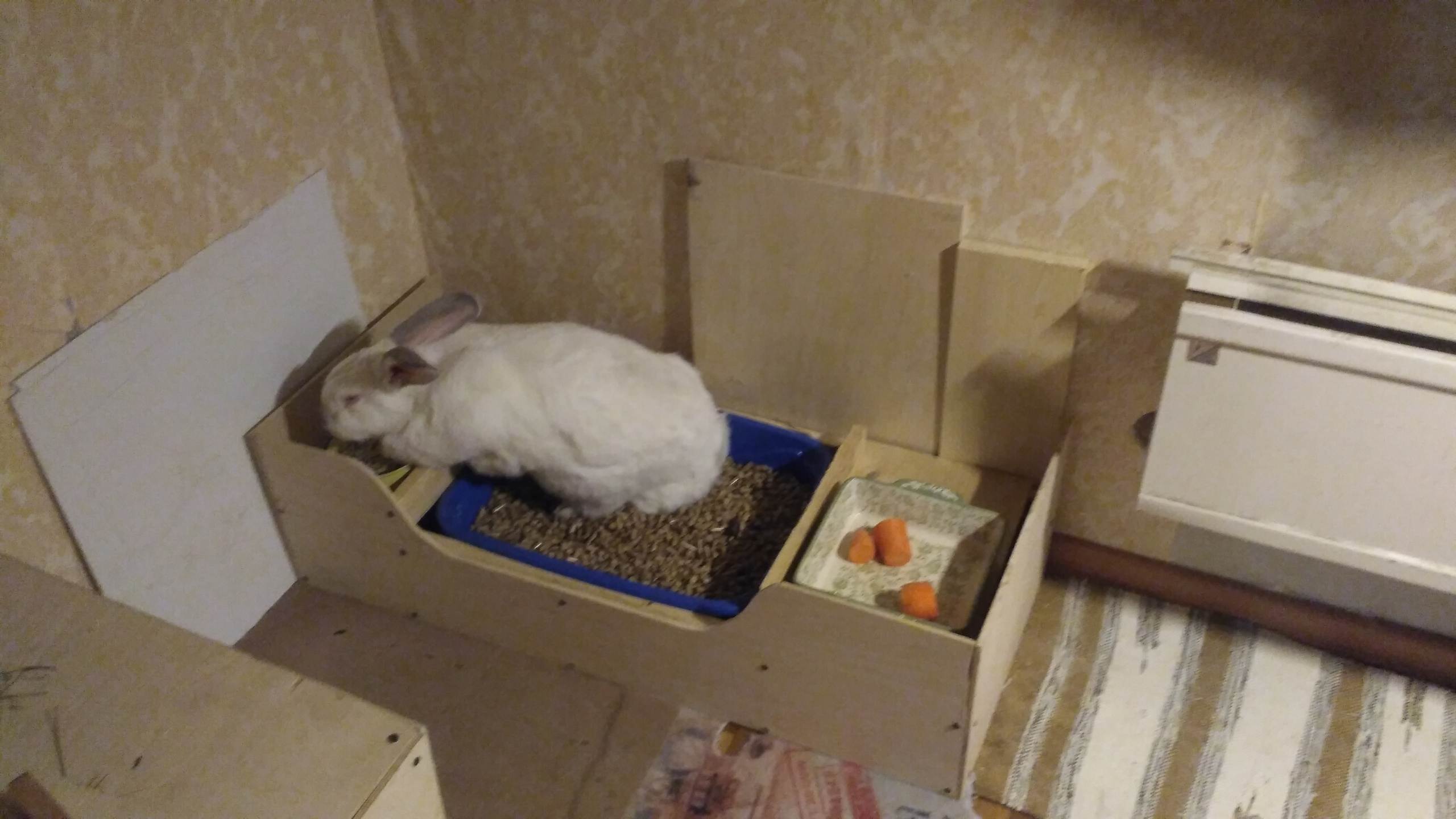 Как приучить кролика к лотку и чистоте | кролик дома