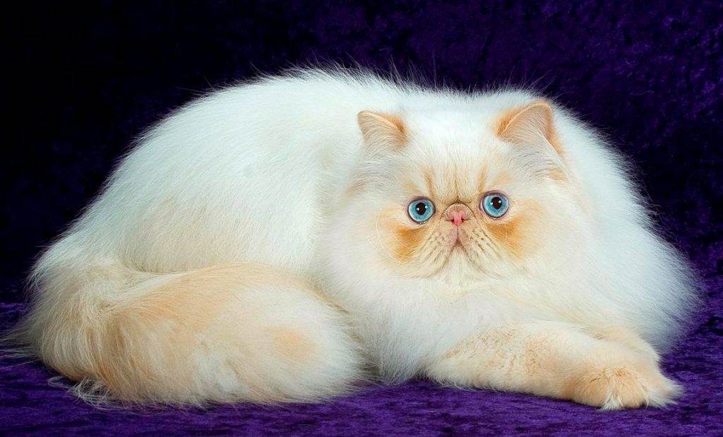 Персидские кошки и коты: описание породы, характер, отзывы (фото и видео)