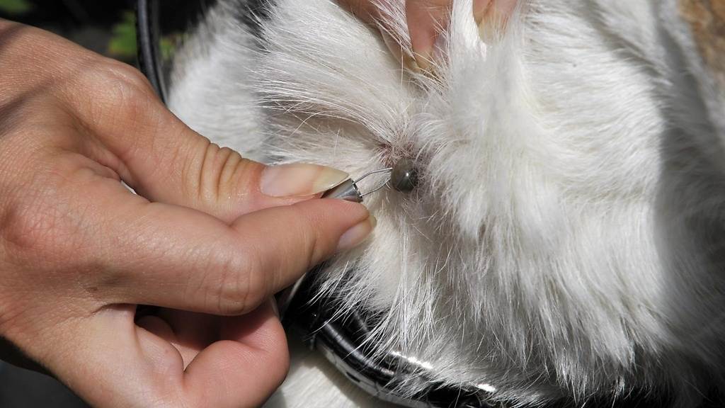 Чесотка у кошек: признаки кошачьей чесотки, как она выглядит и чем лечить, может ли человек заразиться кошачьей чесоткой