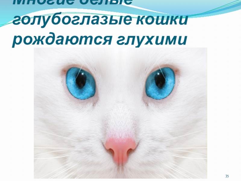 Глухота у кошек, белые кошки глухие или нет, что делать