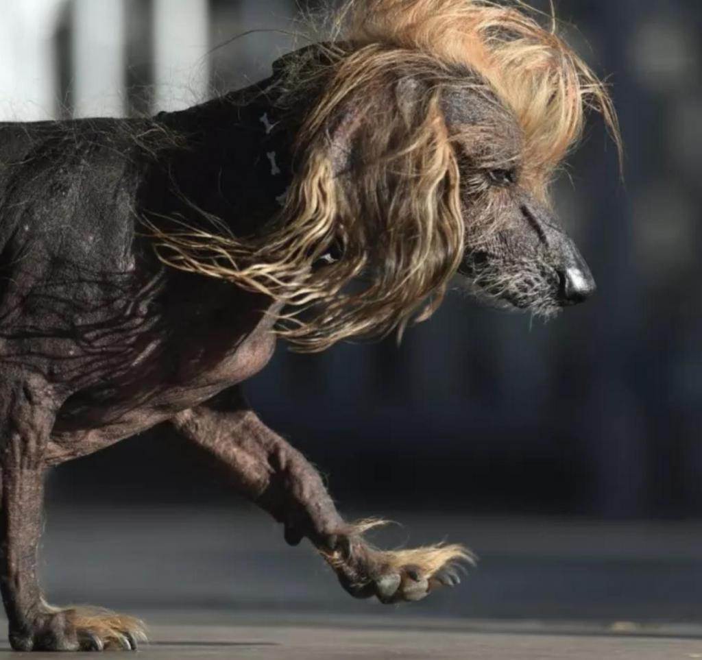 Самые страшные собаки в мире: фото, подборка, рейтинг,