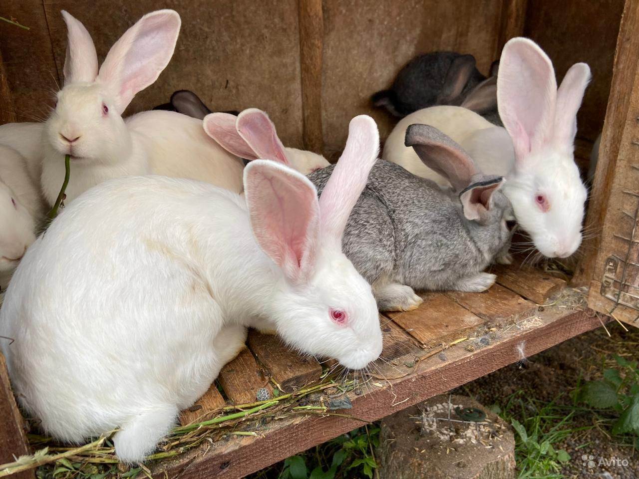 Разведение кроликов для начинающих в домашних условиях (фото инструкция)