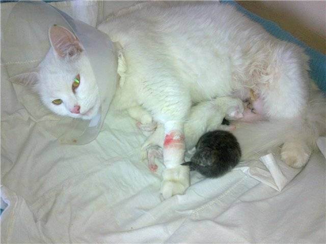 Роды у кошки. помощь кошке при родах. родовспоможение