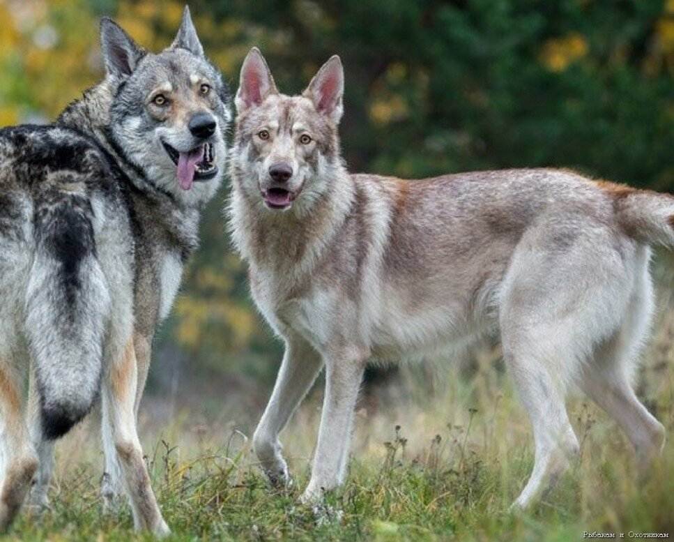 Описание породы, полученной скрещиванием собаки и волка