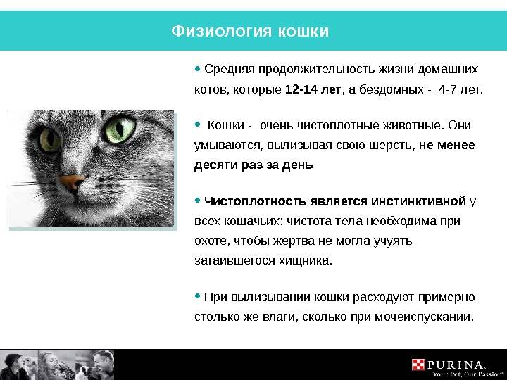 Кот проживает 9 жизней. Продолжительность жизни кошек. Продолжиьельносььжизни котов. Средняя продолдительнрсть Дизни конек. Средняя Продолжительность жизни кота.