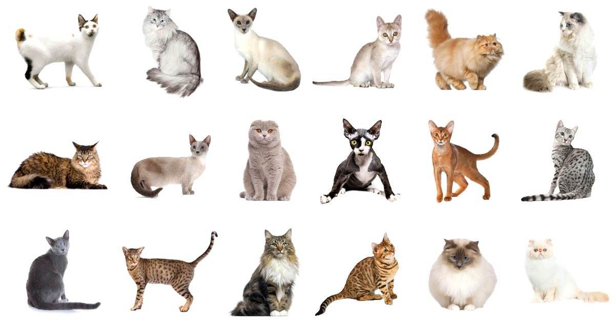 Как определить породу котенка по окрасу, телосложению, типу шерсти, окрасу, хвосту и строению ушей - petstory