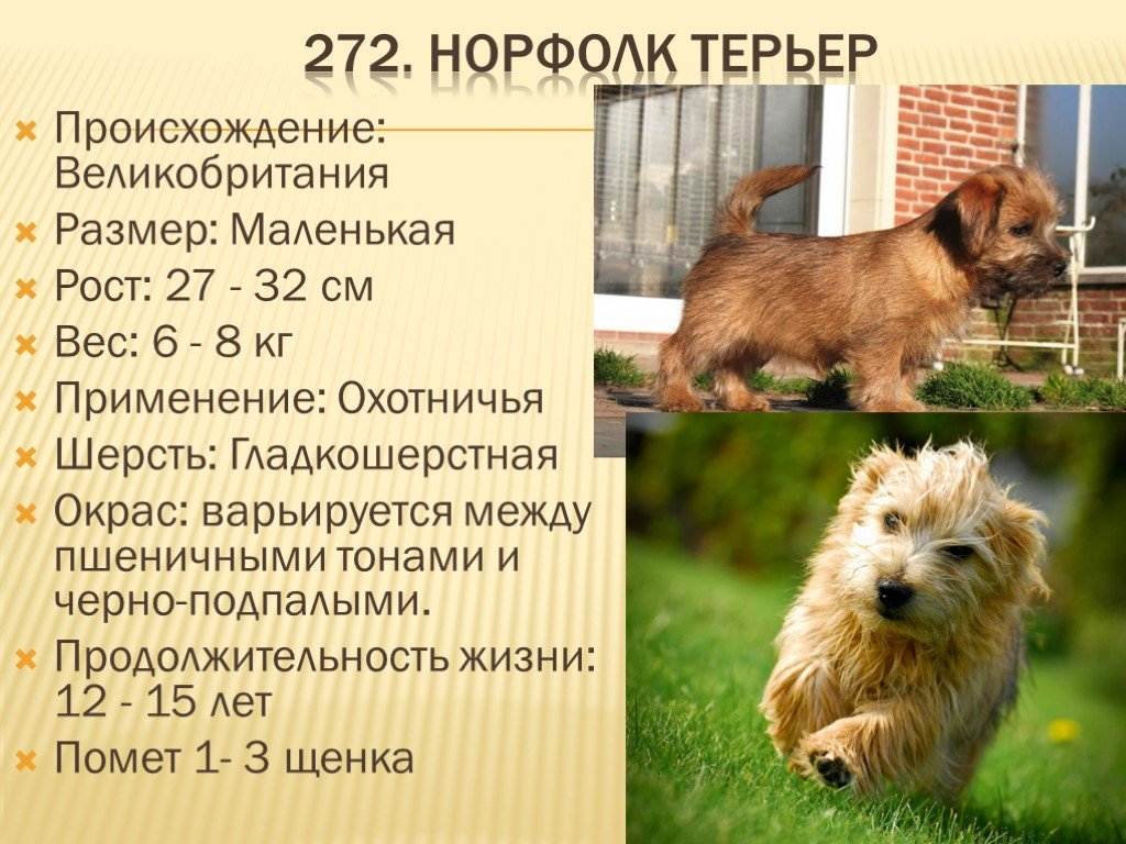 ᐉ норфолк терьер: описание и характер породы, содержание и уход - zoovet24.ru