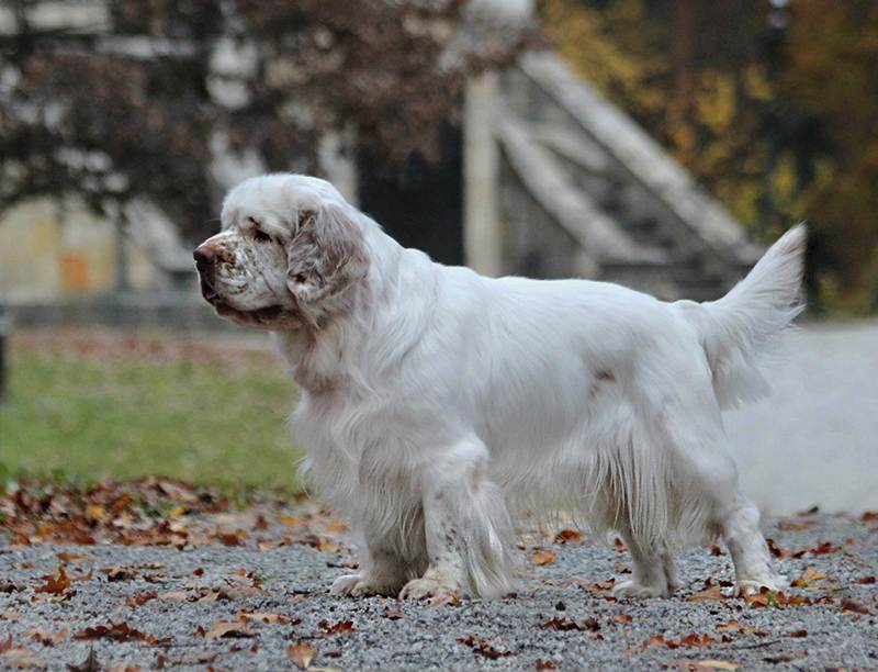 Кламбер-спаниель: фото собаки и описание породы, особенности ухода и содержания