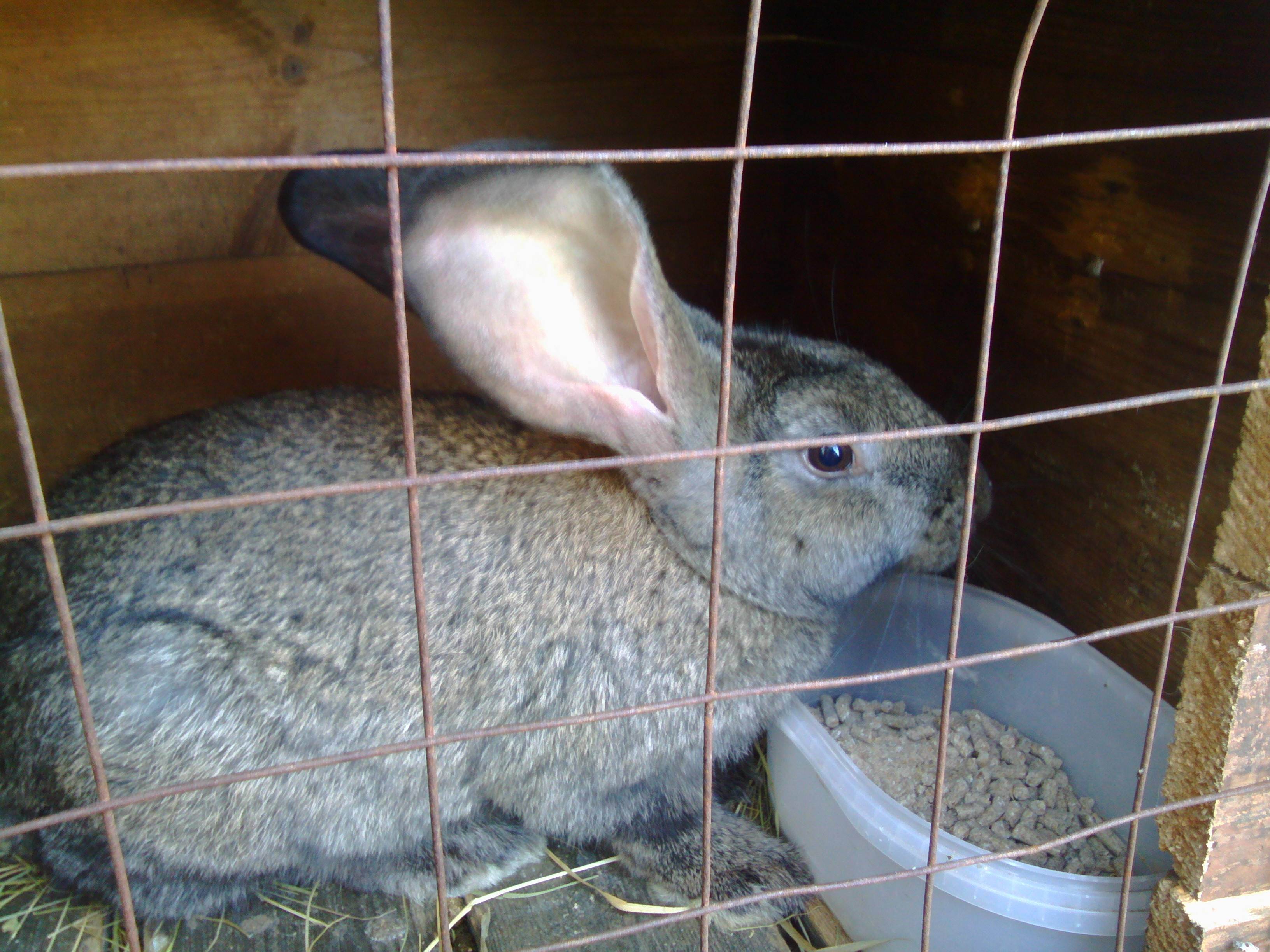 Крольчиха не подпускает крола и не хочет спариваться: причины и решения
