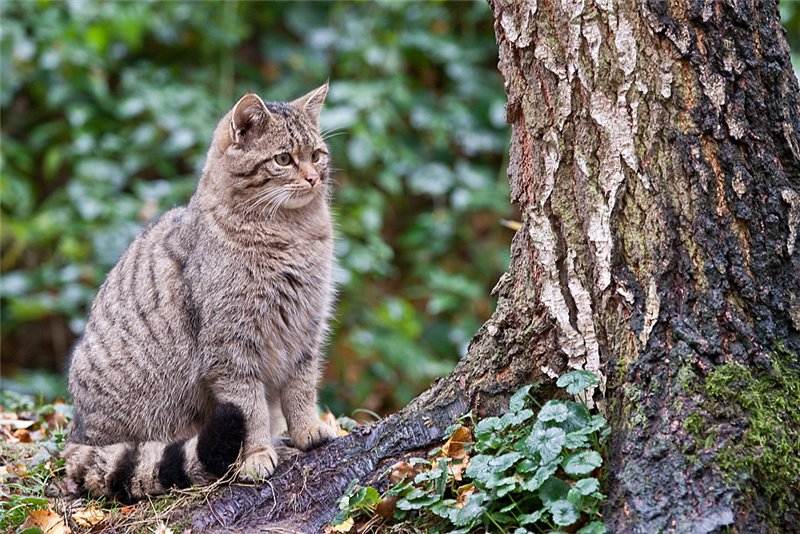 Норвежская лесная кошка: все особенности породы (+ фото и видео) | ваши питомцы