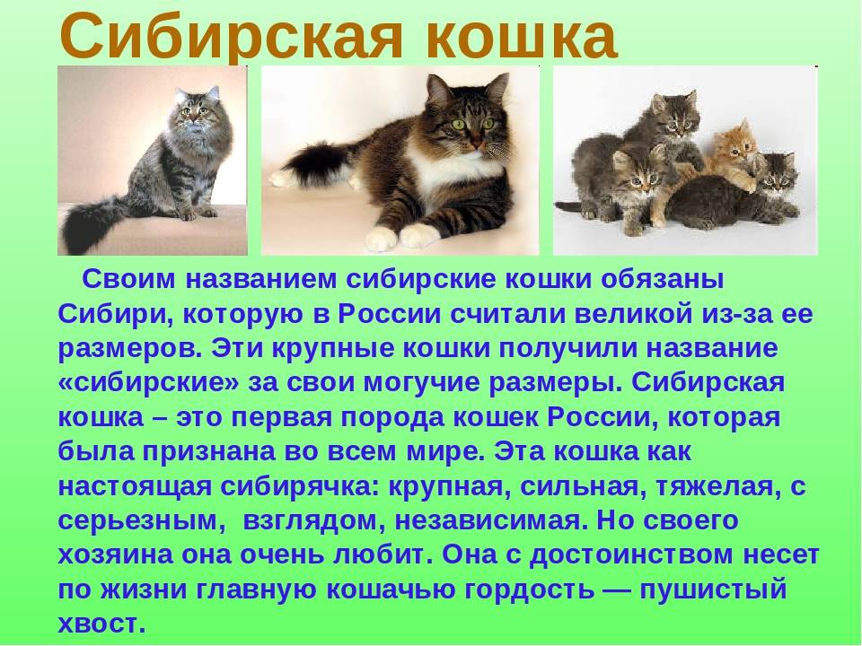 Сибирская кошка: описание породы, стандарты, характер