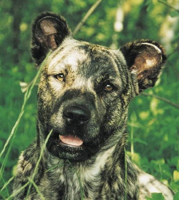 Азорская пастушья собака: описание породы, фото собаки