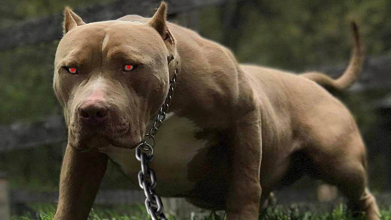 Самые сильные собаки в мире: топ-10 | какая самая сильная порода, фото