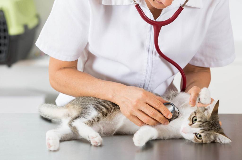Что делать если у кошки инфаркт миокарда: как спасти любимицу от смертоносного врага?