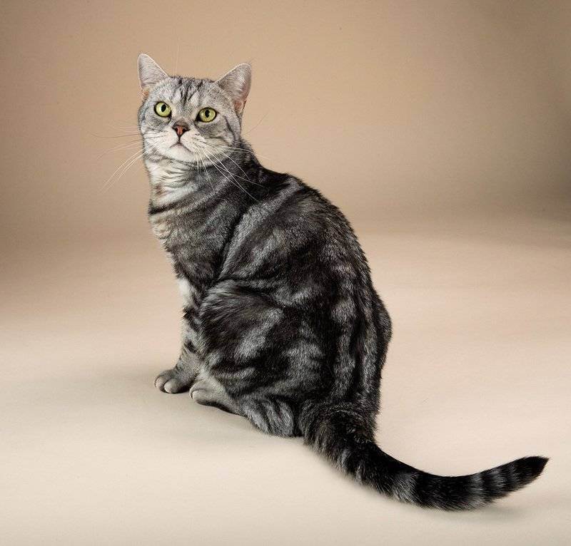 Американская короткошерстная кошка: характер, уход и питание